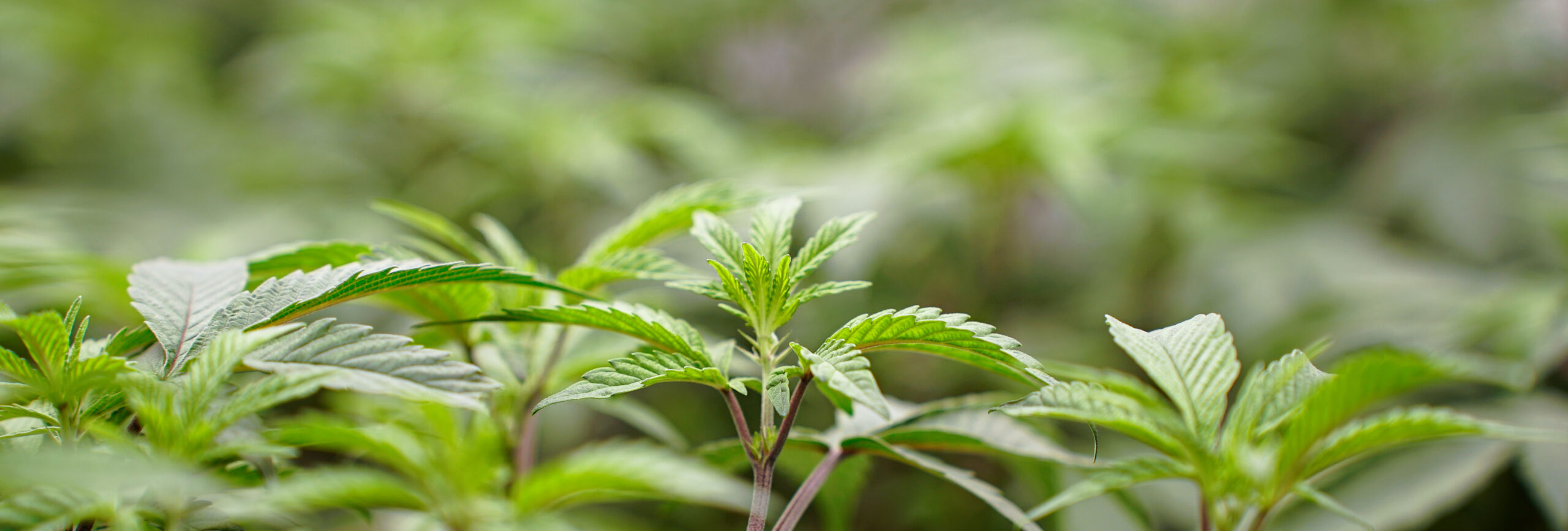 Eine vitale Cannabispflanze im Gourmet Greens Royal e.V. Cannabis Anbauverein während der Wachstumsphase.