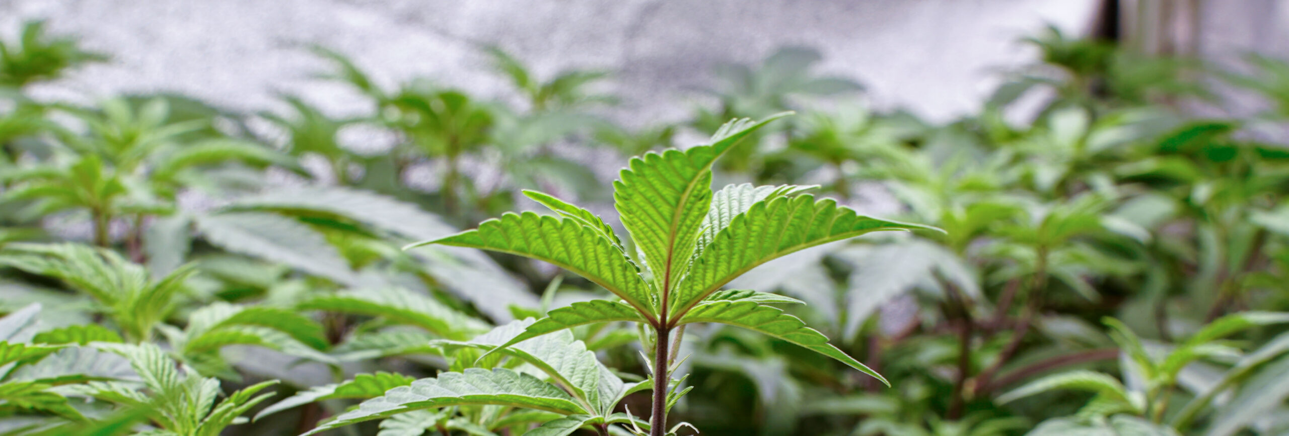 Blick auf das dichte, grüne Blätterdach der Cannabispflanzen im Cannabis Anbauverein Gourmet Greens Royal e.V.
