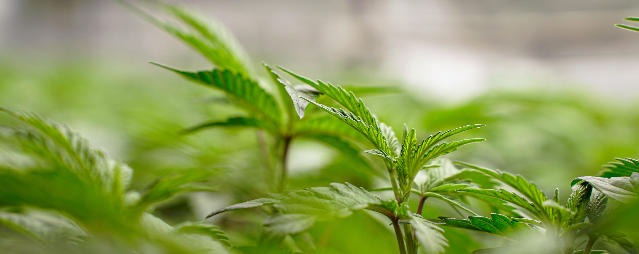 Detailaufnahme der charakteristischen Blätter einer Cannabispflanze im Gourmet Greens Royal e.V. Cannabis Anbauverein.
