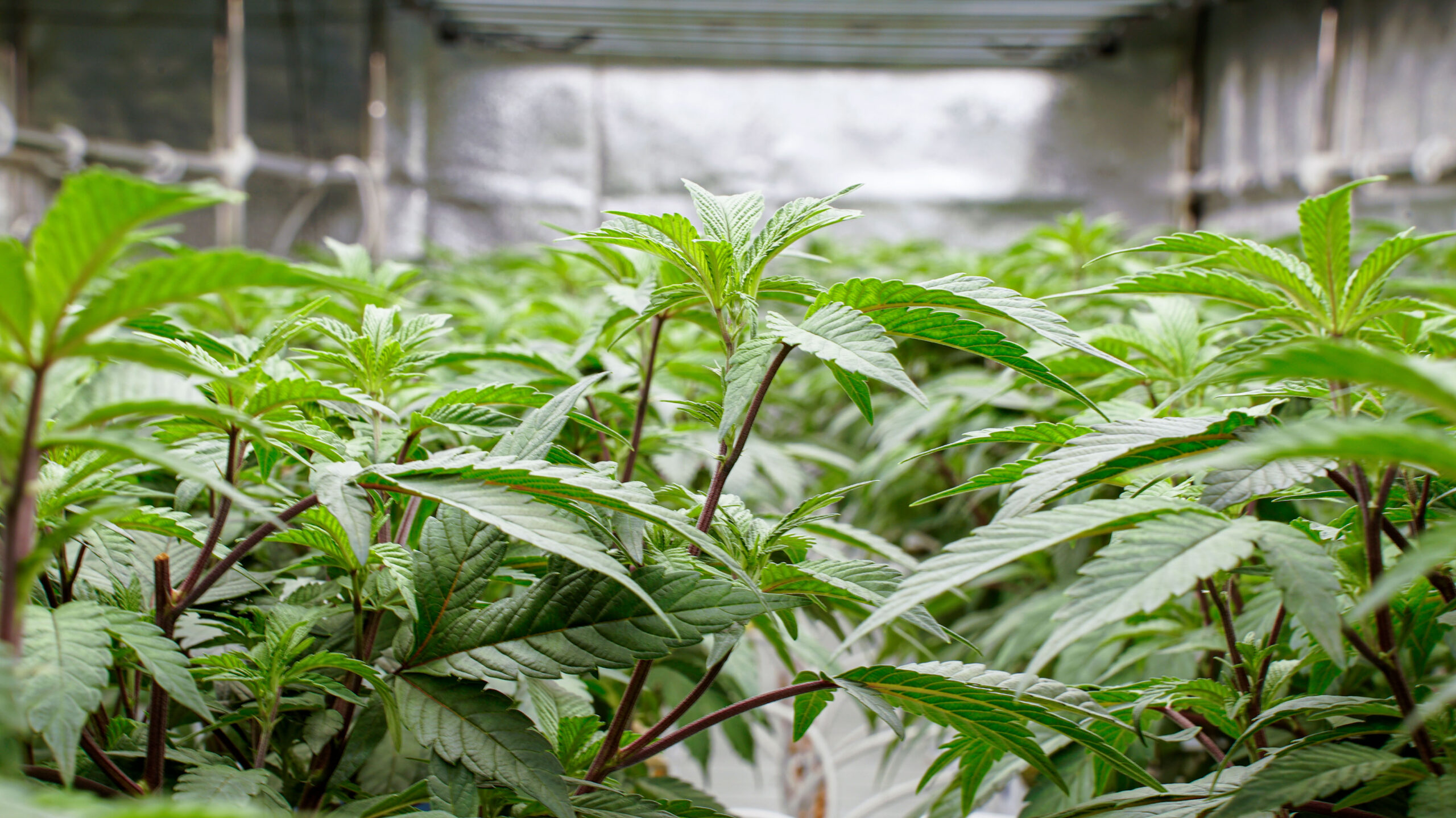 Frisches grünes Blattwerk einer jungen Cannabispflanze im Gourmet Greens Royal e.V. Cannabis Anbauverein.